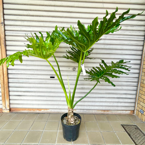 幹立ち Hilodendron selloum フィロデンドロン・セローム その他