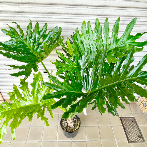 幹立ち Hilodendron selloum フィロデンドロン・セローム その他