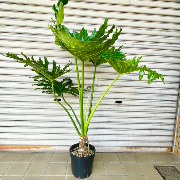 幹立ち Hilodendron selloum フィロデンドロン・セローム その他