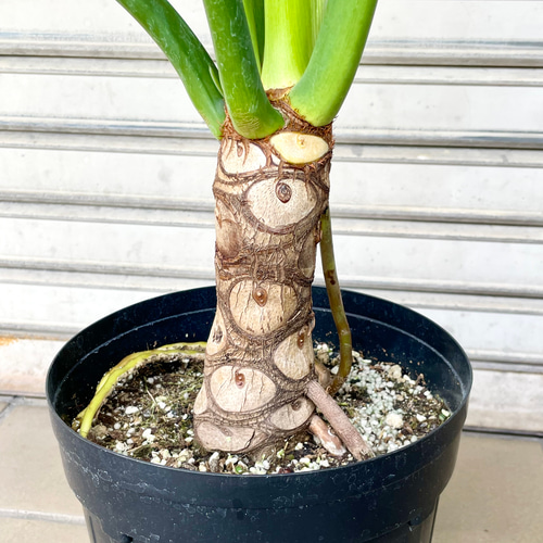 幹立ち Hilodendron selloum フィロデンドロン・セローム その他