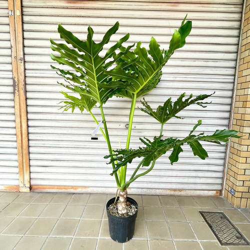 幹立ち Hilodendron selloum フィロデンドロン・セローム その他