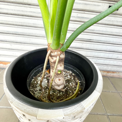 幹立ち Hilodendron selloum フィロデンドロン・セローム その他