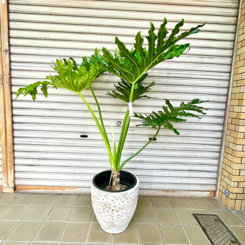 セローム幹立ち苗 幹立ち Hilodendron selloum フィロデンドロン・セローム その他