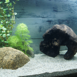 流木 あく抜き処理 煮沸消毒済 テラリウム 爬虫類 登り木 レイアウト