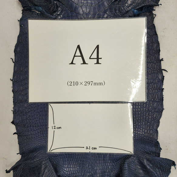 ワニ革 クロコ ヌメ・半艶マット ディープロイヤルブルー　No.C008757 8枚目の画像