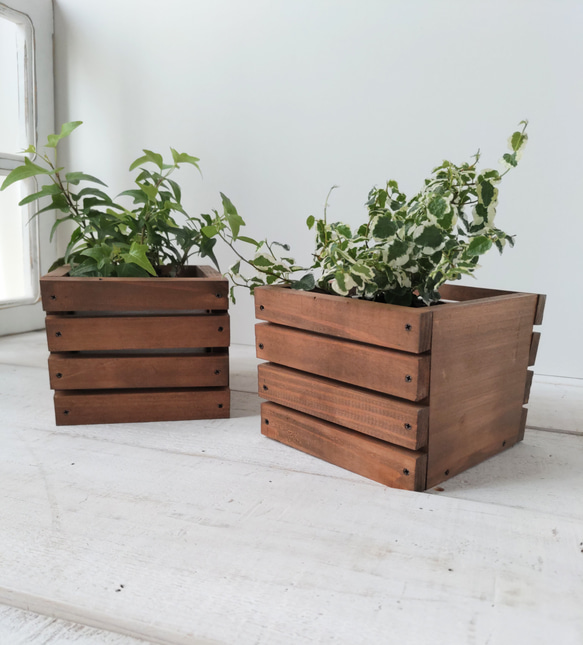 ボックスウッド 観葉植物 茶色鉢 【公式通販】