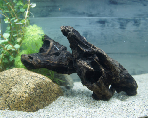 アク抜き不要！水に沈む状態でお届けします』アクアリウム 流木 あく