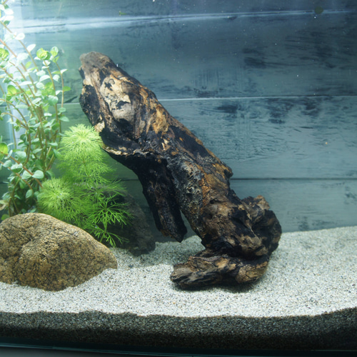 アク抜き不要！水に沈む状態でお届けします』アクアリウム 流木 あく