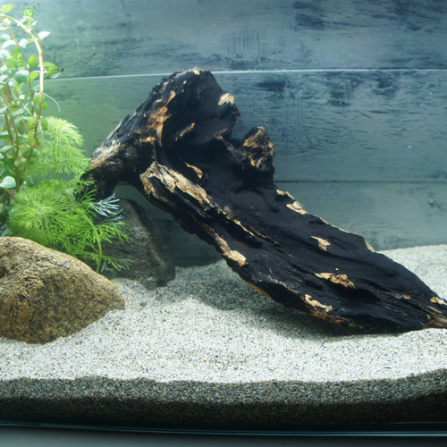 一点物 大型流木 沈水確認済み アク抜き済み［約50cm］アクアリウム・爬虫類用 アク抜き不要！水に沈む状態でお届けします』アクアリウム 流木 あく