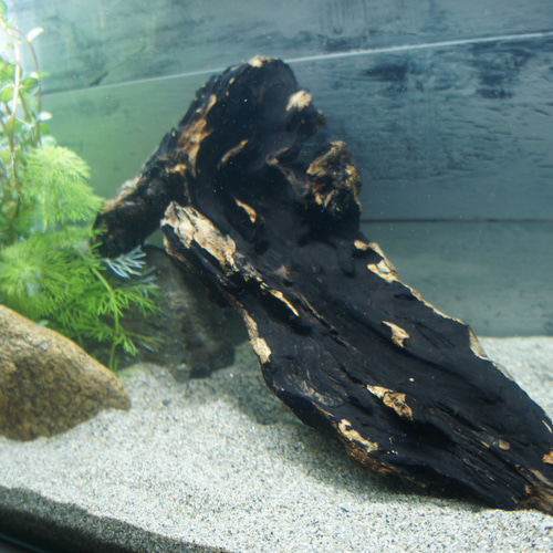 アク抜き不要！水に沈む状態でお届けします』アクアリウム 流木 あく