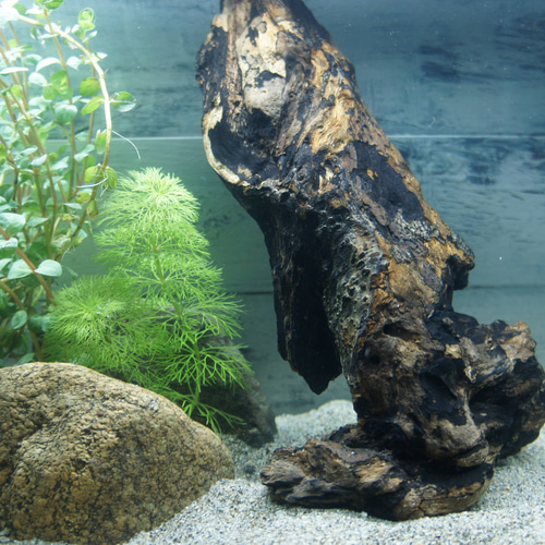 アク抜き不要！水に沈む状態でお届けします』アクアリウム 流木 あく