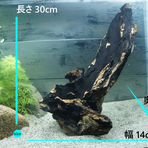 アク抜き不要！水に沈む状態でお届けします』アクアリウム 流木 あく