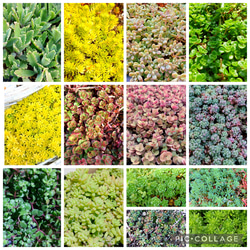 増えすぎ特別価格】多肉植物セダム ダシフィルム50カット【育成