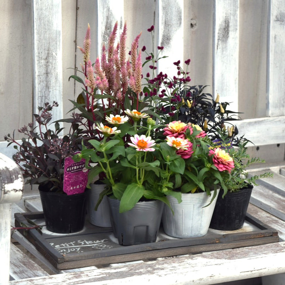 ジニアが主役！」華やか秋色寄せ植え※寄せ植えセット 花苗 苗 花