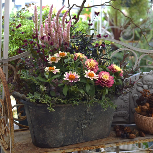 ジニアが主役！」華やか秋色寄せ植え※寄せ植えセット 花苗 苗 花