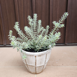 オリーブ　エルグレコ　ストーンデザイン鉢植え　大苗　シンボルツリー 7e8da391132d1dd798033f5f1db960