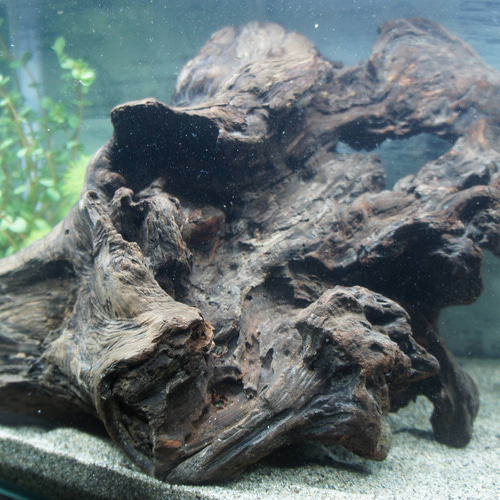 一点物 大型流木 沈水確認済み アク抜き済み［約50cm］アクアリウム