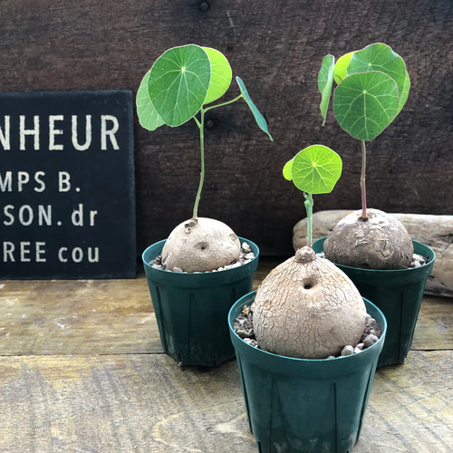 超希少♡ステファニア♡エレクタ♡塊根植物♡ アートフラワー パリ