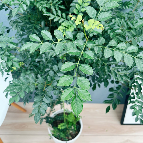 現品］30番 シマトネリコ 曲がり 8号 観葉植物 大型 屋外 ベランダ