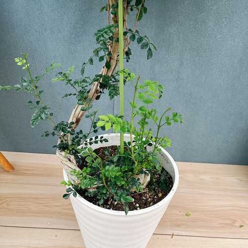 ［現品］30番　シマトネリコ　曲がり　8号　観葉植物　大型　屋外　おしゃれ 現品］30番 シマトネリコ 曲がり 8号 観葉植物 大型 屋外 ベランダ