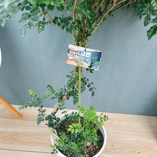 現品］30番 シマトネリコ 曲がり 8号 観葉植物 大型 屋外 ベランダ