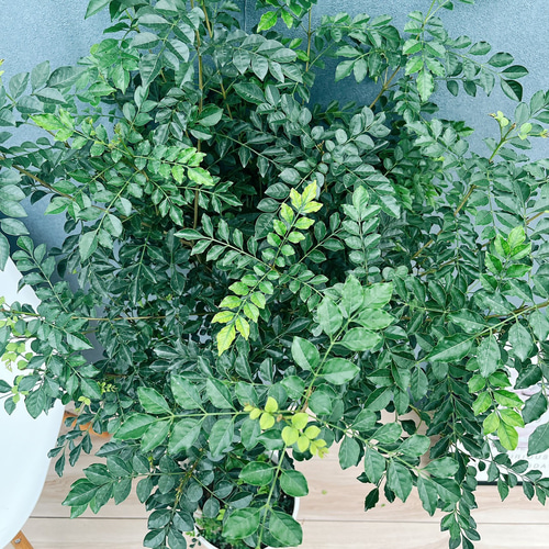 現品］30番 シマトネリコ 曲がり 8号 観葉植物 大型 屋外 ベランダ