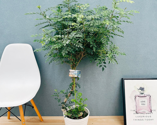 現品］30番 シマトネリコ 曲がり 8号 観葉植物 大型 屋外 ベランダ