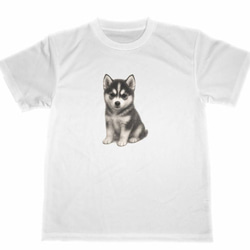 シベリアンハスキー　ドライ　Tシャツ　子犬　仔犬　DOG　グッズ　Siberian Husky　T-shirt 1枚目の画像