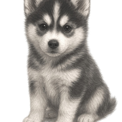 シベリアンハスキー　ドライ　Tシャツ　子犬　仔犬　DOG　グッズ　Siberian Husky　T-shirt 2枚目の画像