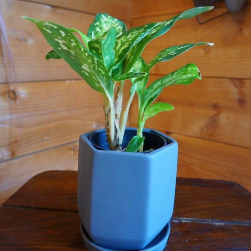 ディフェンバキア・スターブライト＊ ＊観葉植物＊ 多肉植物 HIG