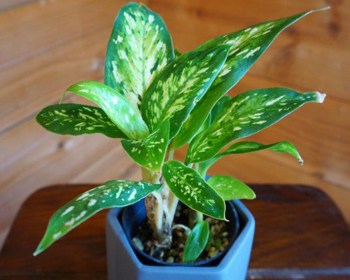 ディフェンバキア・スターブライト＊ ＊観葉植物＊ 多肉植物 HIG