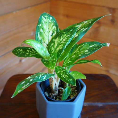 ディフェンバキア・スターブライト＊ ＊観葉植物＊ 多肉植物 HIG