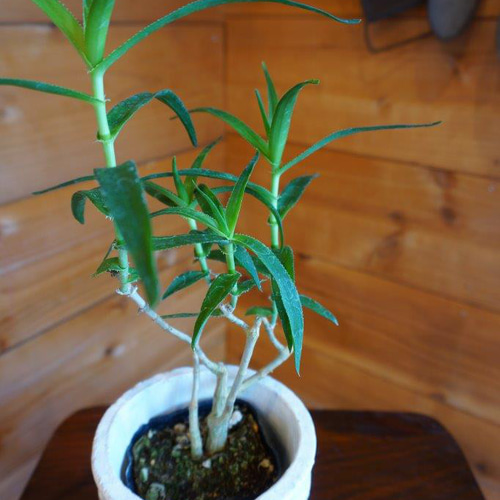 アロエ・テヌイオール＊ ＊観葉植物＊ ＊おしゃれ＊ 多肉植物 HIG