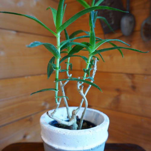 アロエ・テヌイオール＊ ＊観葉植物＊ ＊おしゃれ＊ 多肉植物 HIG