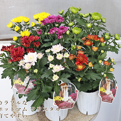 花鉢 アジサイ プリンセスシャーロットピンク 4号ポット 紫陽花