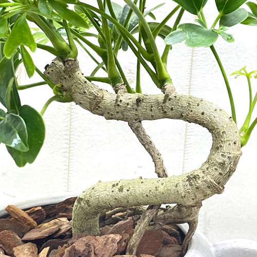 盆栽仕立て シェフレラ レナータ 曲がり樹形 セラミック鉢植え その他