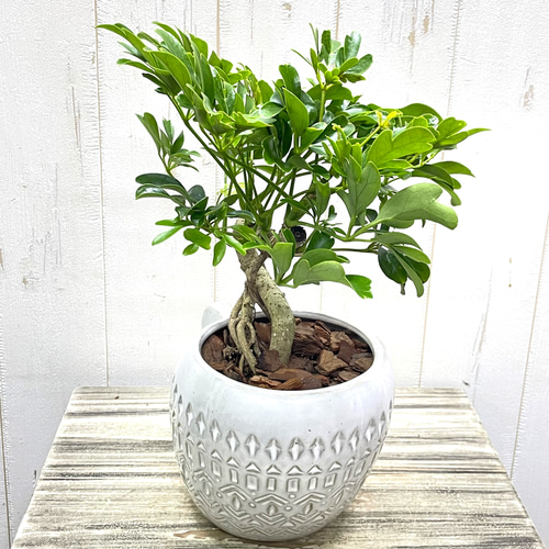 盆栽仕立て シェフレラ レナータ 曲がり樹形 セラミック鉢植え その他