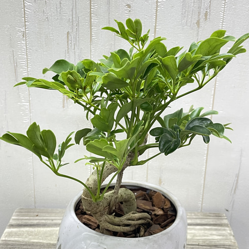盆栽仕立て シェフレラ レナータ 曲がり樹形 セラミック鉢植え その他
