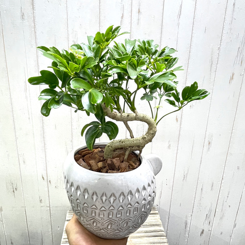 盆栽仕立て シェフレラ レナータ 曲がり樹形 セラミック鉢植え その他