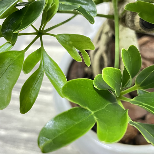 盆栽仕立て シェフレラ レナータ 曲がり樹形 セラミック鉢植え その他