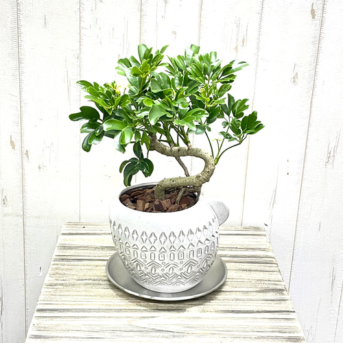 盆栽仕立て シェフレラ レナータ 曲がり樹形 セラミック鉢植え