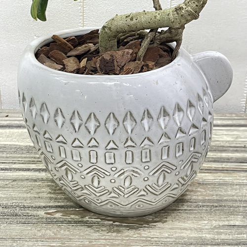 盆栽仕立て シェフレラ レナータ 曲がり樹形 セラミック鉢植え その他