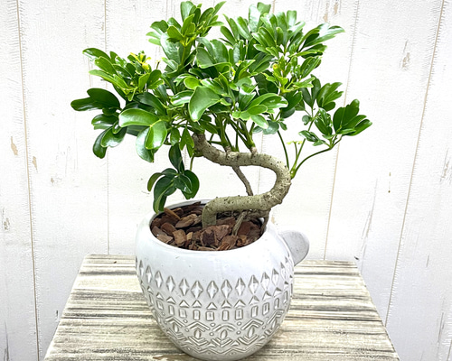 盆栽仕立て シェフレラ レナータ 曲がり樹形 セラミック鉢植え その他