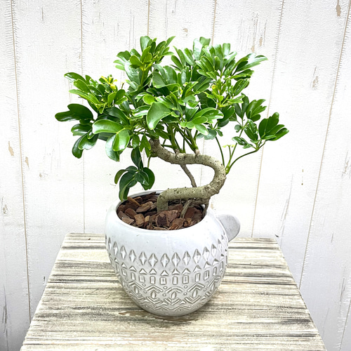 盆栽仕立て シェフレラ レナータ 曲がり樹形 セラミック鉢植え その他