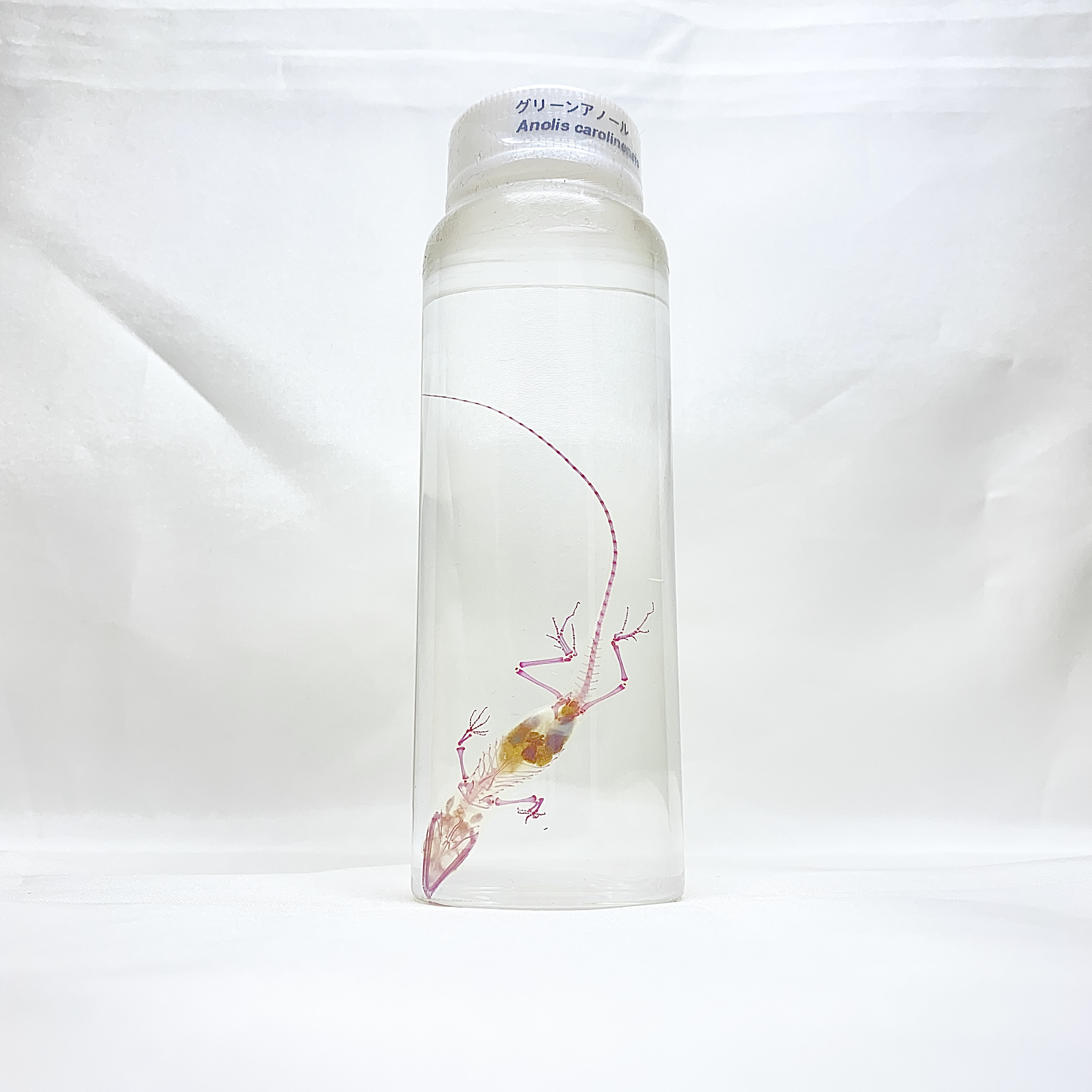 透明標本　グリーンアノール
