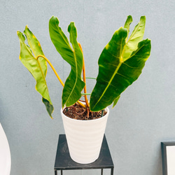 現品］【希少】13番 フィカス グランディス 曲がり 8号 観葉植物