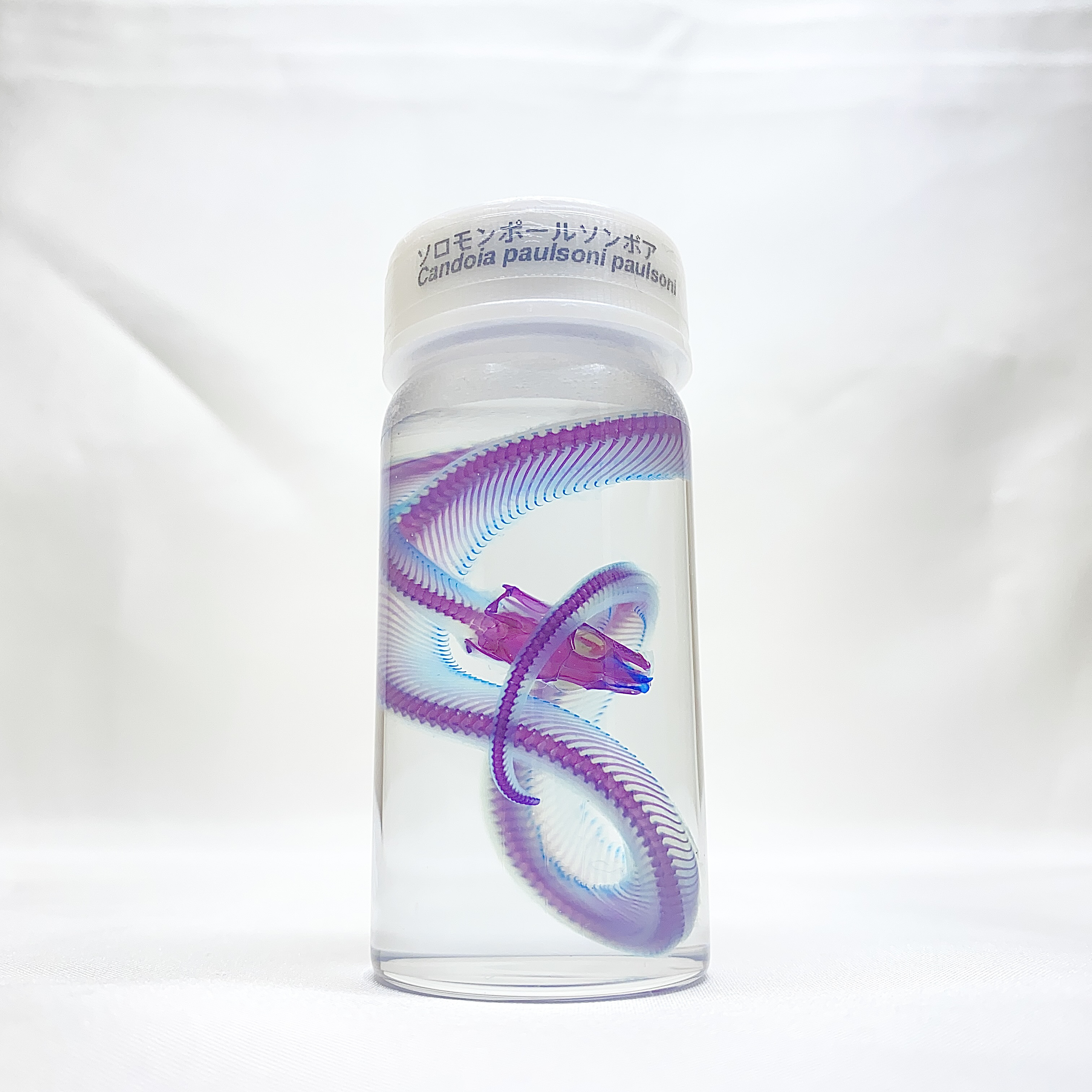 透明標本　ソロモンポールソンボア