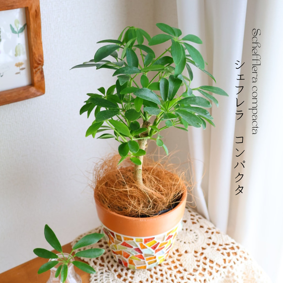 シェフレラ・コンパクタ・鉢つき シェフレラ・コンパクタ Φ約17cm陶器鉢カバー付き | Botanical56