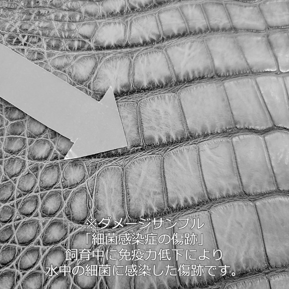 ワニ革  クレイ&シュリンクフィニッシュ パラキートグリーン「長財布向け」サイズ No.CM0200 11枚目の画像