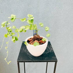 現品］10番 樹形が綺麗♡ フィカスルビー 曲がり 8号 観葉植物